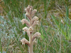 Orobanche caryophyllacea