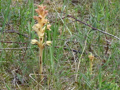 Orobanche caryophyllacea