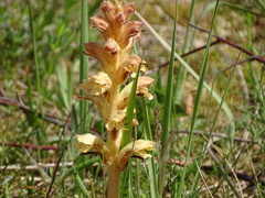 Orobanche caryophyllacea