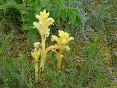 Orobanche caryophyllacea