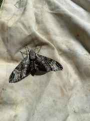 Psilogramma casuarinae