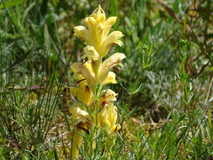 Orobanche caryophyllacea