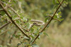 Ahaetulla sahyadrensis