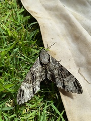 Psilogramma casuarinae