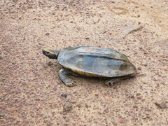 Platemys platycephala