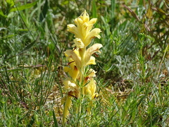 Orobanche caryophyllacea