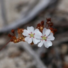 Drosera eneabba