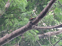 Dendrocolaptes certhia