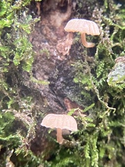 Mycena corticola