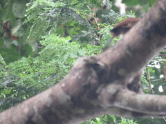 Dendrocolaptes certhia