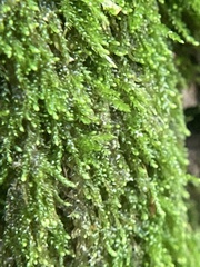 Cephalozia bicuspidata