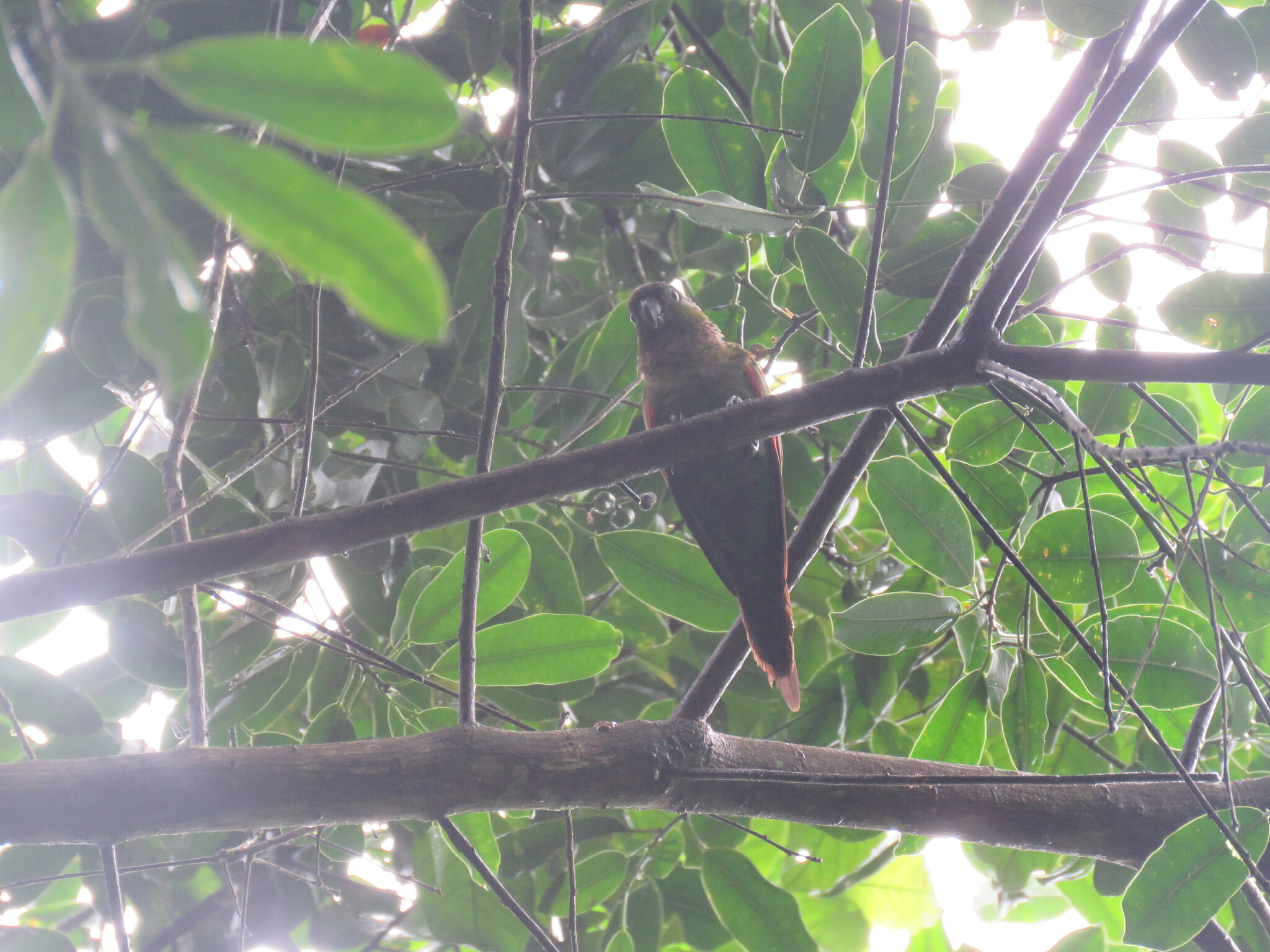 Black-capped Parakeet (Pyrrhura rupicola), photo 9