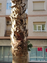Washingtonia filifera