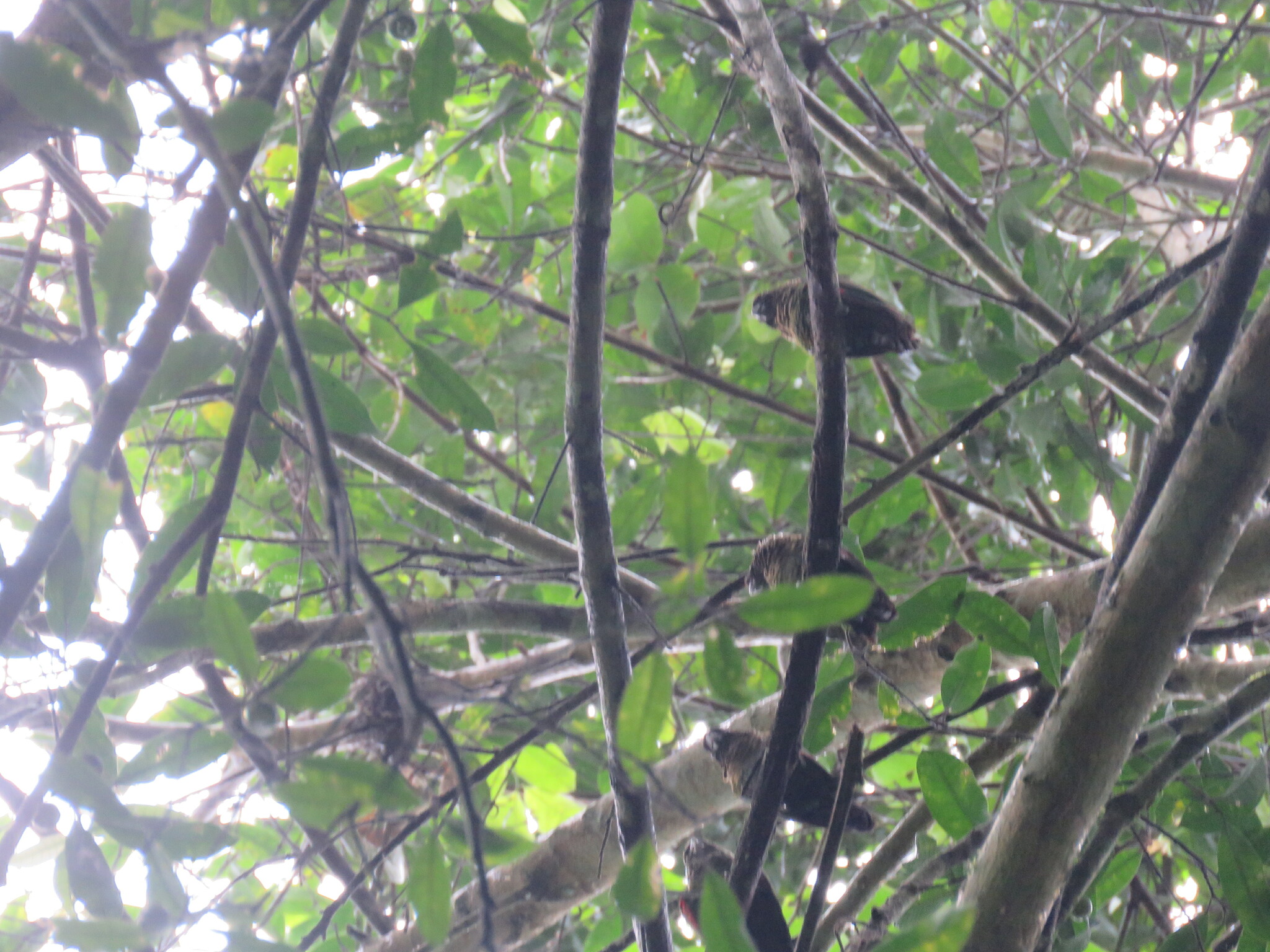 Black-capped Parakeet (Pyrrhura rupicola), photo 10