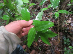 Erythroxylum coca