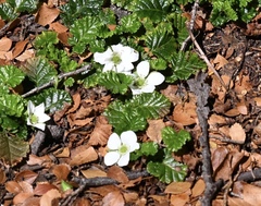 Rubus geoides