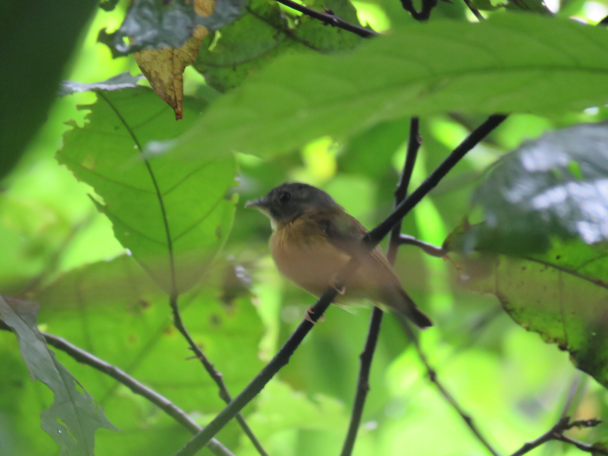 White-crested Spadebill (Platyrinchus platyrhynchos), photo 2