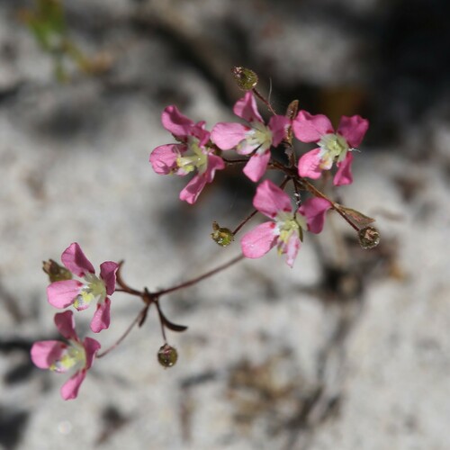 Image of Levenhookia octomaculata by (c) Hugo Innes, some rights reserved (CC BY)