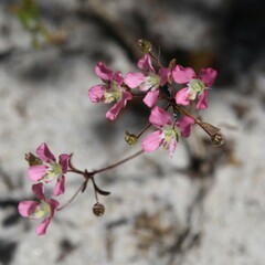 Levenhookia octomaculata