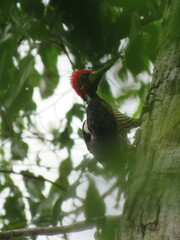 Campephilus melanoleucos