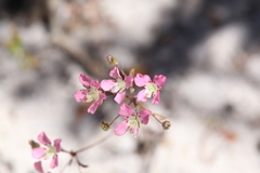 Levenhookia octomaculata