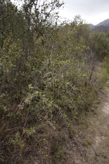 Gymnosporia buxifolia