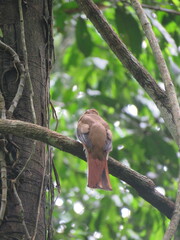 Trogon collaris