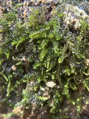 Cephalozia bicuspidata