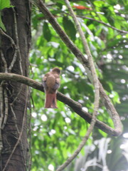Trogon collaris