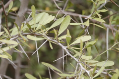 Gymnosporia buxifolia