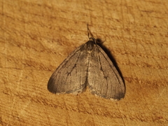Operophterini