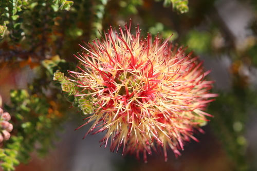 Image of Melaleuca variegata by (c) Hugo Innes, some rights reserved (CC BY)
