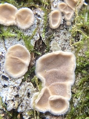 Aleurodiscus oakesii