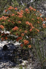 Melaleuca variegata