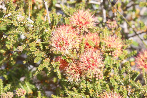 Image of Melaleuca variegata by (c) Hugo Innes, some rights reserved (CC BY)