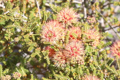 Melaleuca variegata