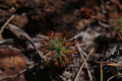 Drosera barbigera