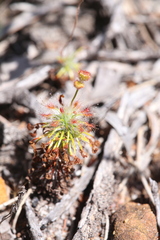 Drosera barbigera