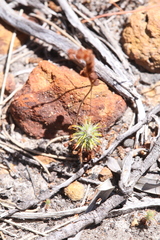 Drosera barbigera