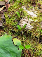 Peperomia quadrangularis