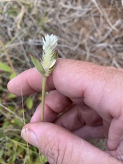 Gomphrena celosioides
