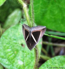 Chalciope mygdon