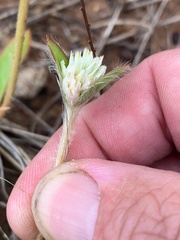 Gomphrena celosioides