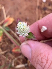 Gomphrena celosioides