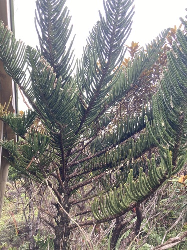 Araucaria humboldtensis, photograph 2