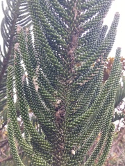 Araucaria