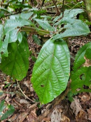 Theobroma velutinum