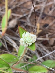 Gomphrena celosioides