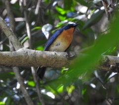 Cyornis tickelliae