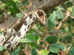 Ahaetulla sahyadrensis